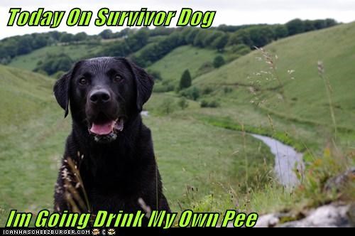Today On Survivor Dog  Im Going Drink My Own Pee