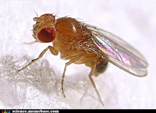Sad Fruit Flies Are Drunks