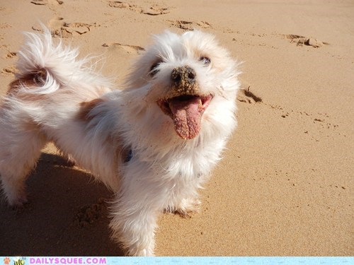 Reader Squee: Molly at the Beach