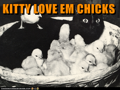 KITTY LOVE EM CHICKS