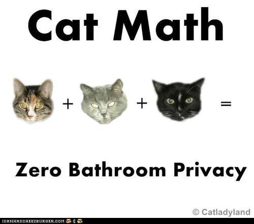 Can't Argue With That Cat Math