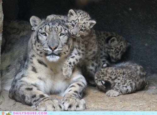 Squee Spree: Snowy Family 