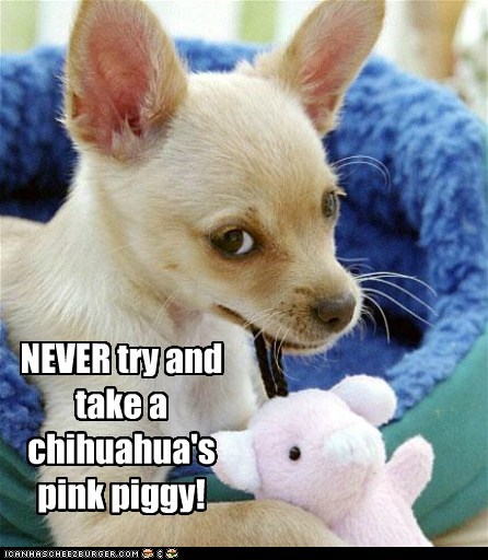 NEVER try and take a chihuahua's pink piggy!