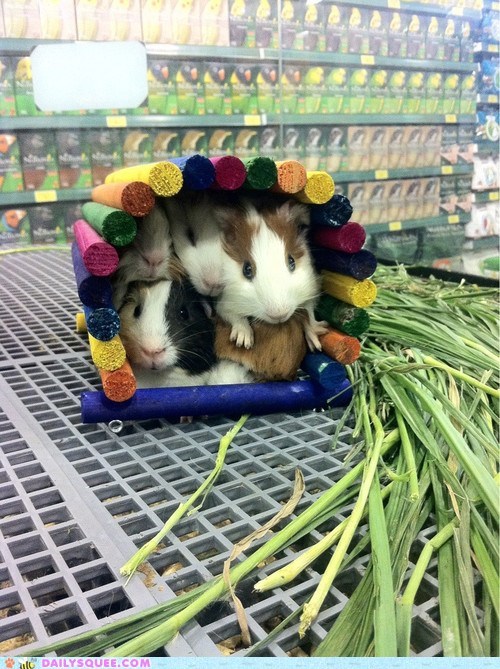 Guinea Pig Party House 