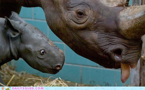 Baby Rhino 