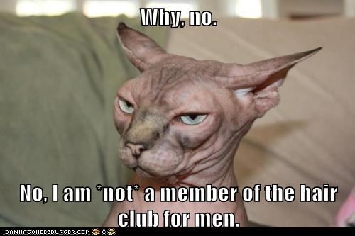 Lolcats: Why, no.  