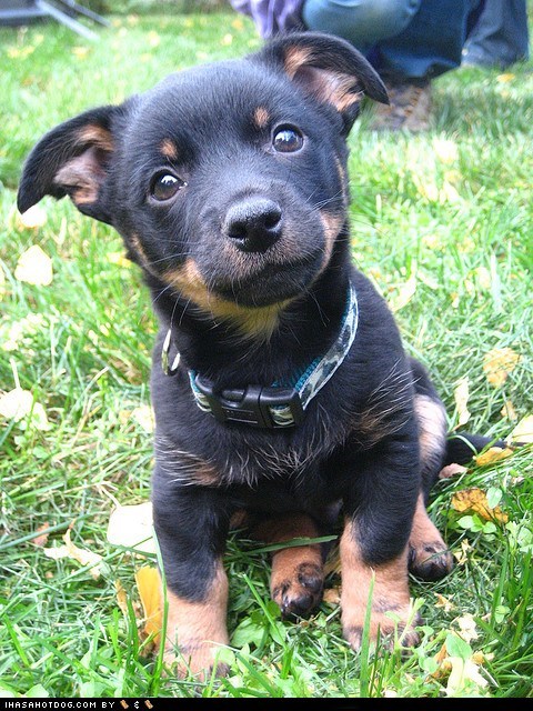 Goggie ob teh Week: Precious Puppy 