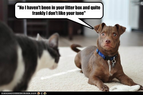 No I haven't been in your litter box 