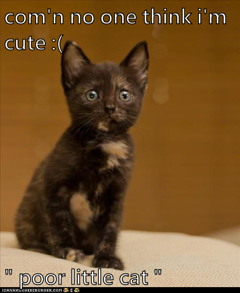 com'n no one think i'm cute :(  " poor little cat "