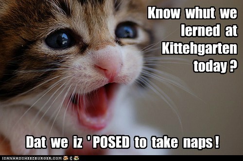 Know  whut  we  lerned  at  Kittehgarten  today ?