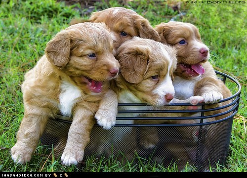 Cyoot Puppy ob teh Day: Toller Basket 