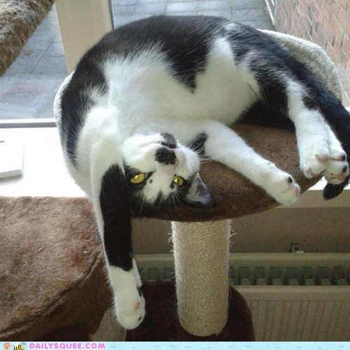 Reader Squee: Kitty Yoga!