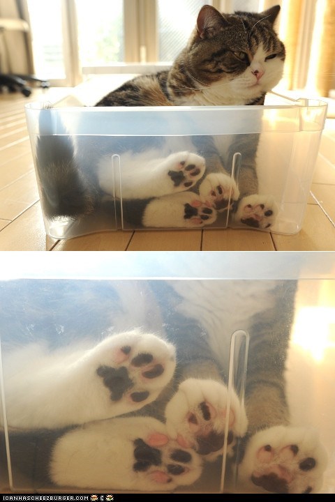 Maru Toes!