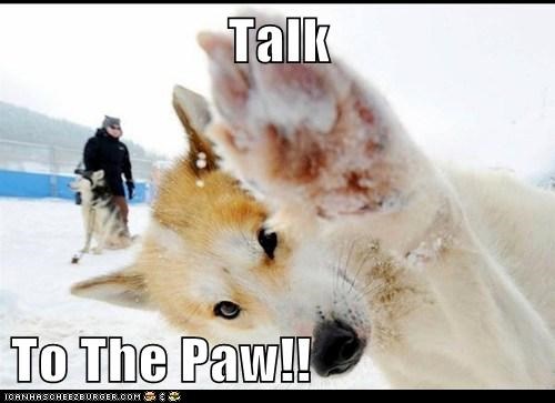 I Has A Hotdog: Cuz the muzzle's not listening! 