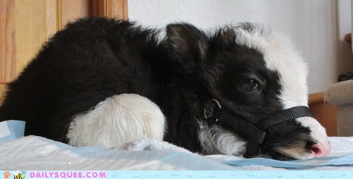 Reader Squee: Squeaky the House Yak
