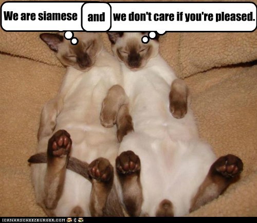 We are siamese and we don't care if you're pleased.
