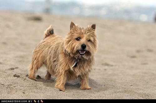 Goggie ob teh Week FACE OFF: Norwich Terrier 
