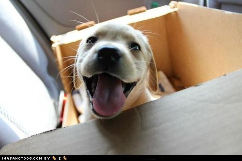 Cyoot Puppy ob teh Day: I has a happy!
