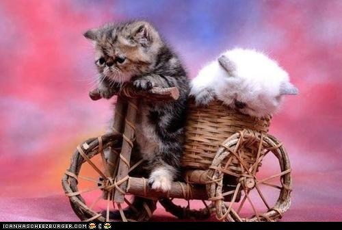 Cyoot Kittehs of teh Day: Pedalin' Mah Pedicab