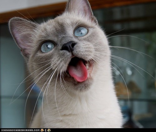 Cyoot Kitteh of teh Day: PLS INSERT NOMS HERE!