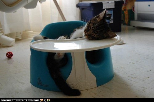 Cyoot Kitteh of the Day: I Hope You Didn't Need This for That Smelly Baby Thing of Yours...