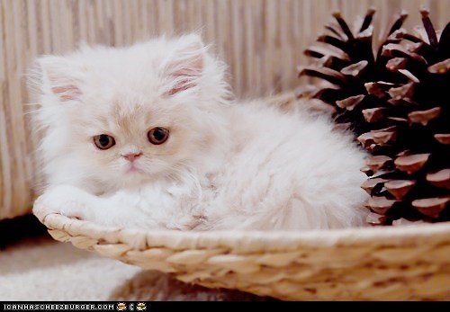 Cyoot Kitteh of teh Day: The Rare Albino Pinecone