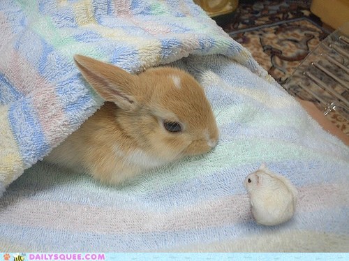 Daily Squee: Bunday: Fluffy Friends 