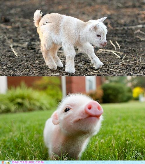 Squee Spree: Goat vs. Pig 