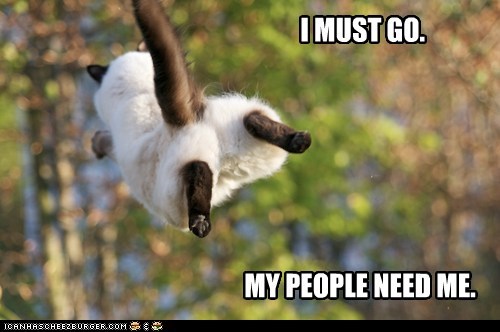 Lolcats: Up, up, and awaaaaaay!