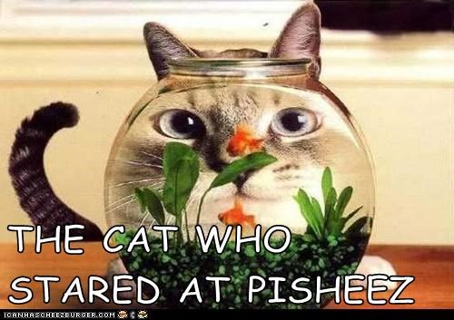 THE CAT WHO STARED AT PISHEEZ