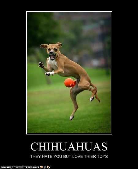 CHIHUAHUAS