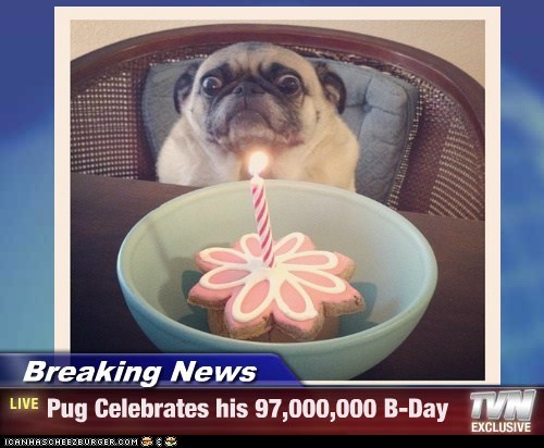 Breaking News - Pug Celebrates his 97,000,000 B-Day