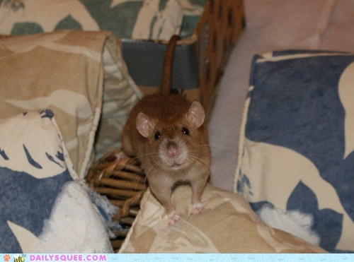 Reader Squee: Happy Rat!