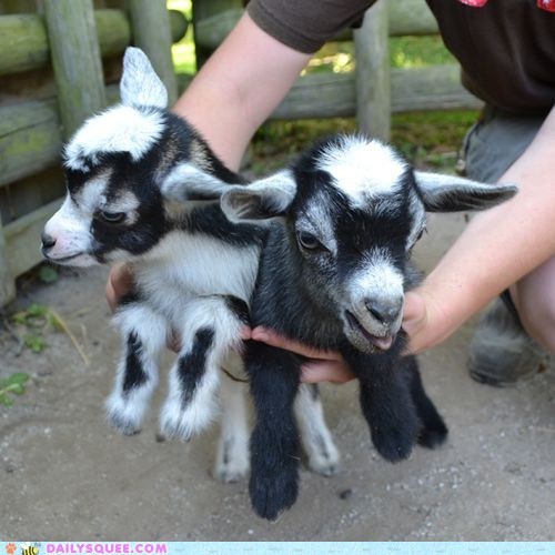 Squee Spree: Heaping Handful 