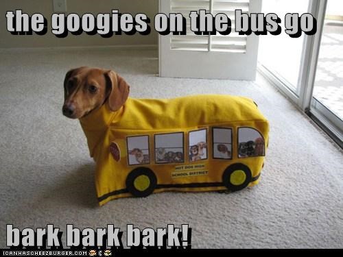Goggies on the Bus 