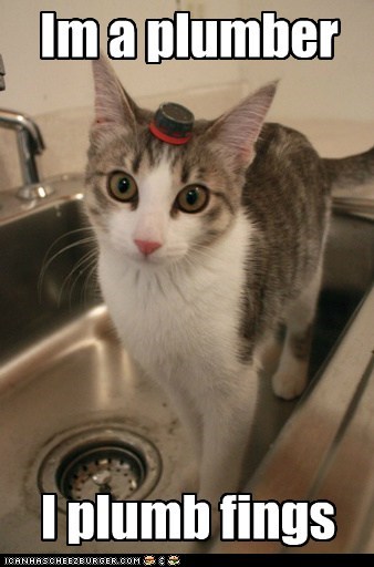 Lolcats: I plumb fings