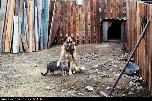Kittehs R Owr Friends: Junkyard Friends 