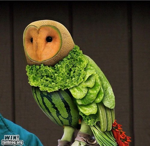 Owl WIN