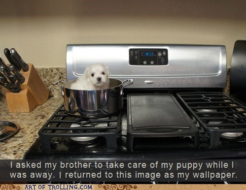 Par-Boiled Pup
