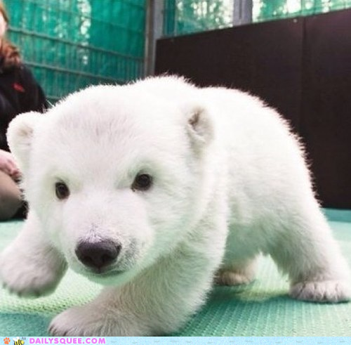 Baby Polar Squee