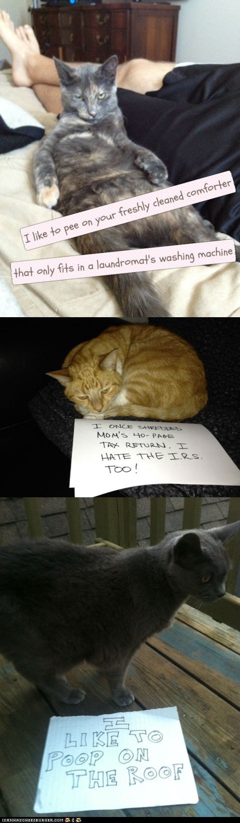 Cat Shaming is the New Dog Shaming