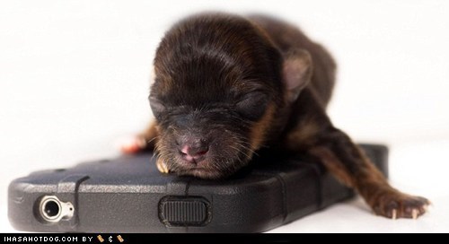 Cyoot Puppy ob teh Day: Britain's Smallest Puppy 