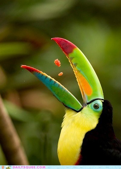 Fruit Loops 