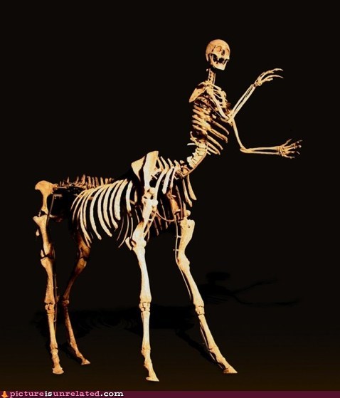 Centaur Skeleton