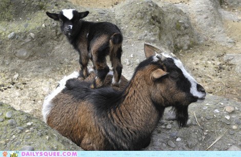Squee Spree: King of the Goat Hill 