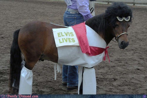 Straight From the Horse's Mouth