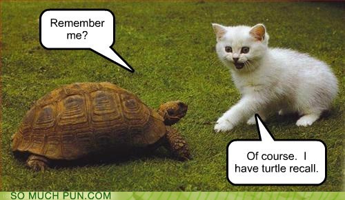 Turtle Recall