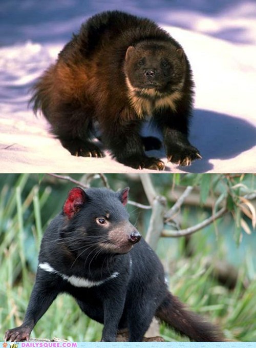 Squee Spree: Wolverine vs. Tasmanian Devil 