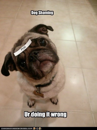 Dog Shaming