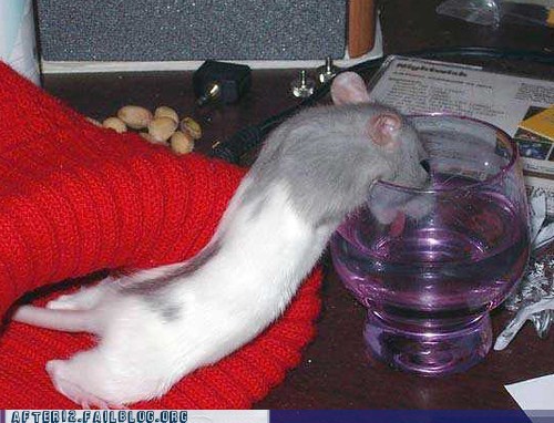 Crunk Critters: Mouse You Are Drunk